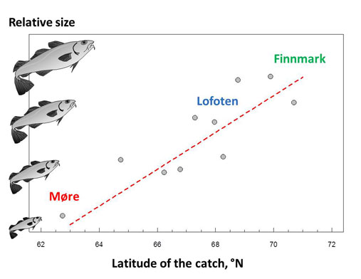 The role of climate and size in the spawning distribution of cod