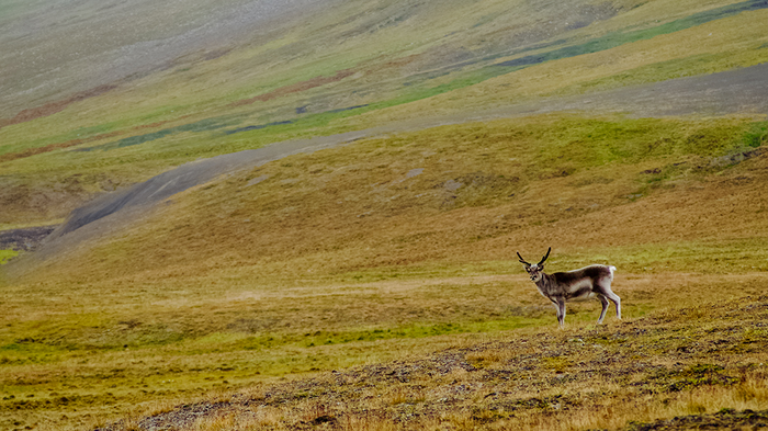 Photo of a svalbard reindeer in summer coat in nature.