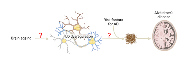 Graphics illustrating dysregulation of lipids' possible roie in Alzheimer's disease