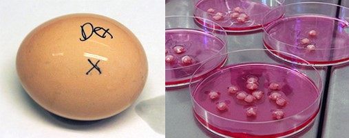 Composite picture: On the left: egg with marker markings. On the right: petri dishes containing a coloured fluid 