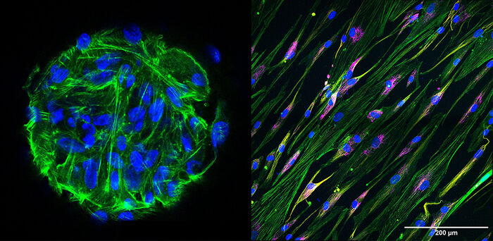 Mikroskopbilete av to ulike cellekulturar