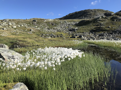 Alpine vegetation in Norway. Photo: Peter Horvath