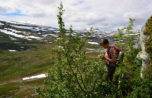 Inger Kristine i felt i fjellheimen i lærdal i Sogn og Fjordane. Foto: Anders Bryn/NHM