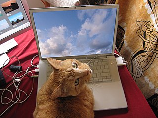 A cat, a computer
