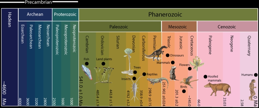 Illustrasjon/figure: The Phanerozoic Eon lasted 540 million years and is still the one we live in today. Ill: Chloé Markussen Marcilly