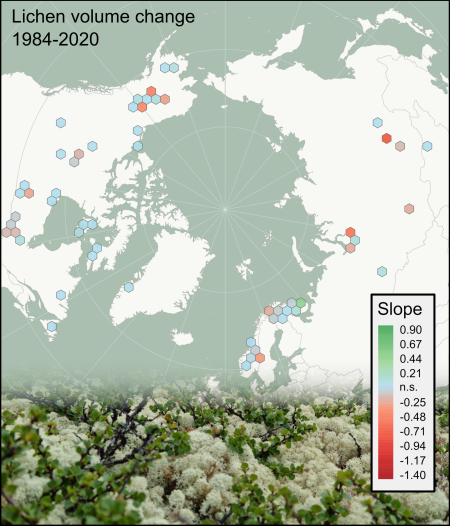 Figure: Trend slopes of lichen volume change (dm3 m-2 y-1) across the pan-Arctic from 1984 to 2020. The colouring of each honeycomb cell represents the mean change of the sites included in each cell, and blue colouring (n. s.) represents no significant change. Photo: Vegetation dominated by the bright lichen (Cladonia stellaris) and dwarf shrub (Betula nana). Figure/photo: Eirik A. Finne (Figure appears in manuscript in preparation).