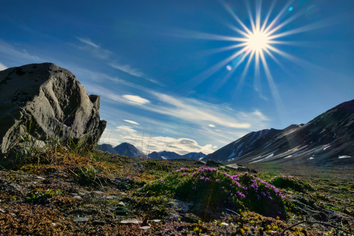 Foto: Sommer i Linnédalen, Svalbard, med en Fjellsmelle (Silene acaulis) i blomstring. Fjellsmelle er en flerårig fjell- og polarurt i smelleslekta i nellikfamilien. Foto: Guro Lilledal Andersen