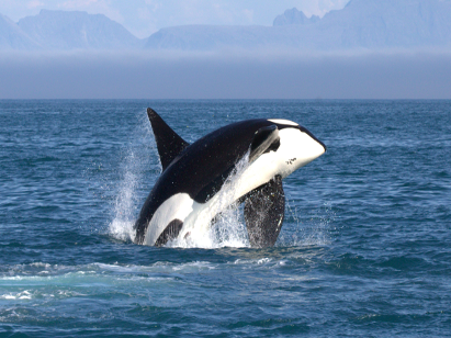 Image may contain: Killer whale, Marine mammal, Marine biology, Fin, Cetacea.