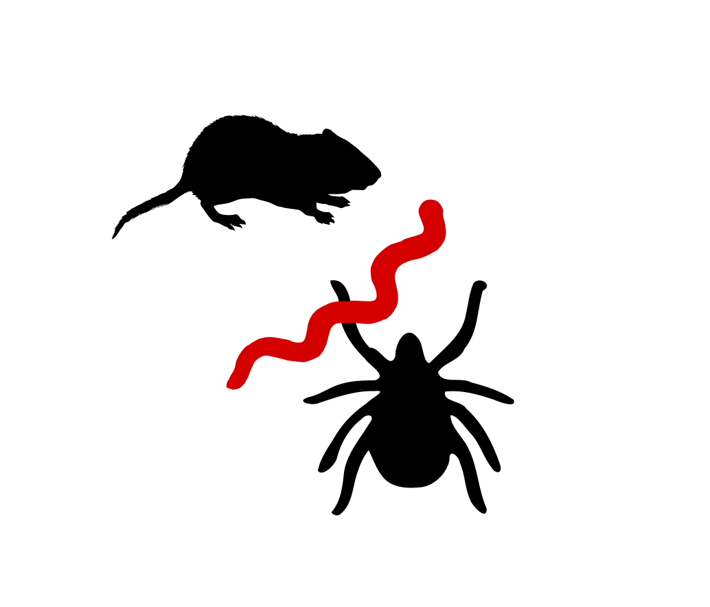 Vector art illustration of a tick, bank vole, and bacterium, which are important components of the Lyme disease system.