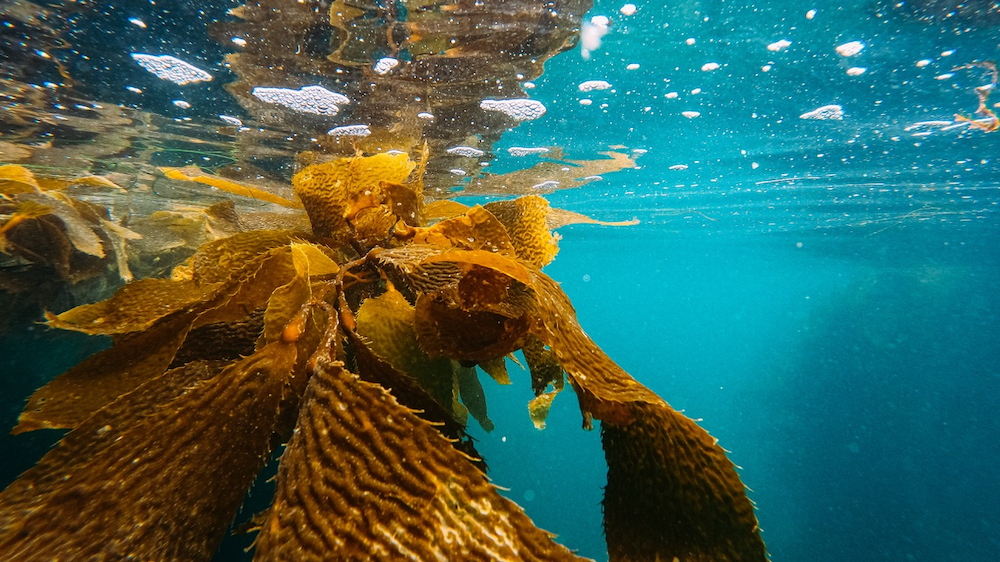 Seaweed under water, illustration