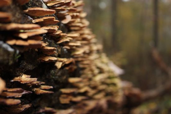 fungi, wood, forest