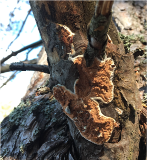 fungi, tree, trunk