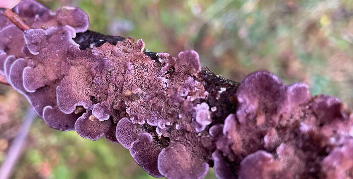 Image of the fungus Trichaptum abietinum growing on a twig