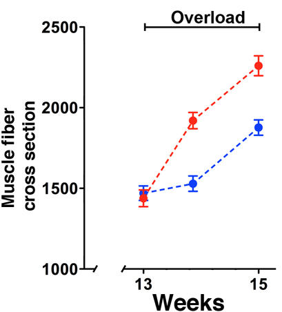 Quantifications of cross sectional area. Muscles treated with steroids 13 weeks earlier (red) grew significantly faster that sham-treated animals (blue) when subjected to overload of the muscle.