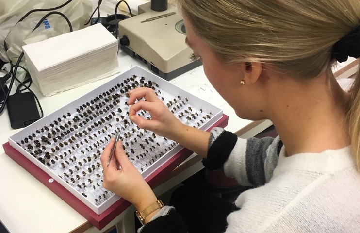 kvinne sorterer insekter i et laboratorie