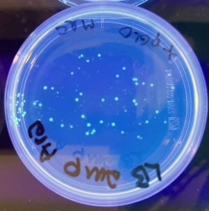 Petriskål med transformerte bakterier
