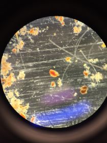 Utsnitt fra mikroskopet, man kan se en liten vannloppe.