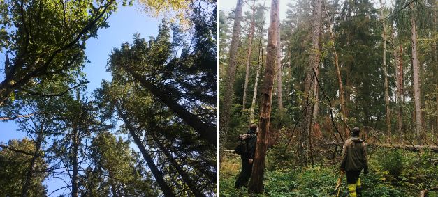 Venstre bilde: løvtrær som strekker seg opp mot himmelen. Høyre bilde: To menn som går i tett skog.