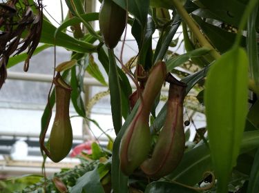 bildet viser en kannebærer, en stor plante med avokadoformete frukt, hengende ned. 