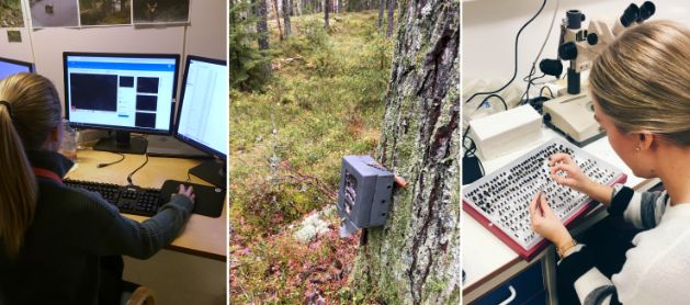 3 bilder vd siden av hverandre, som viser en kvinne som arbeider på PC, ute i skogen, og med å hondtere insekter på lab.