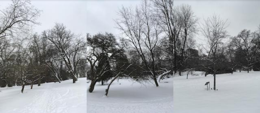 Trær dekket av snø. 