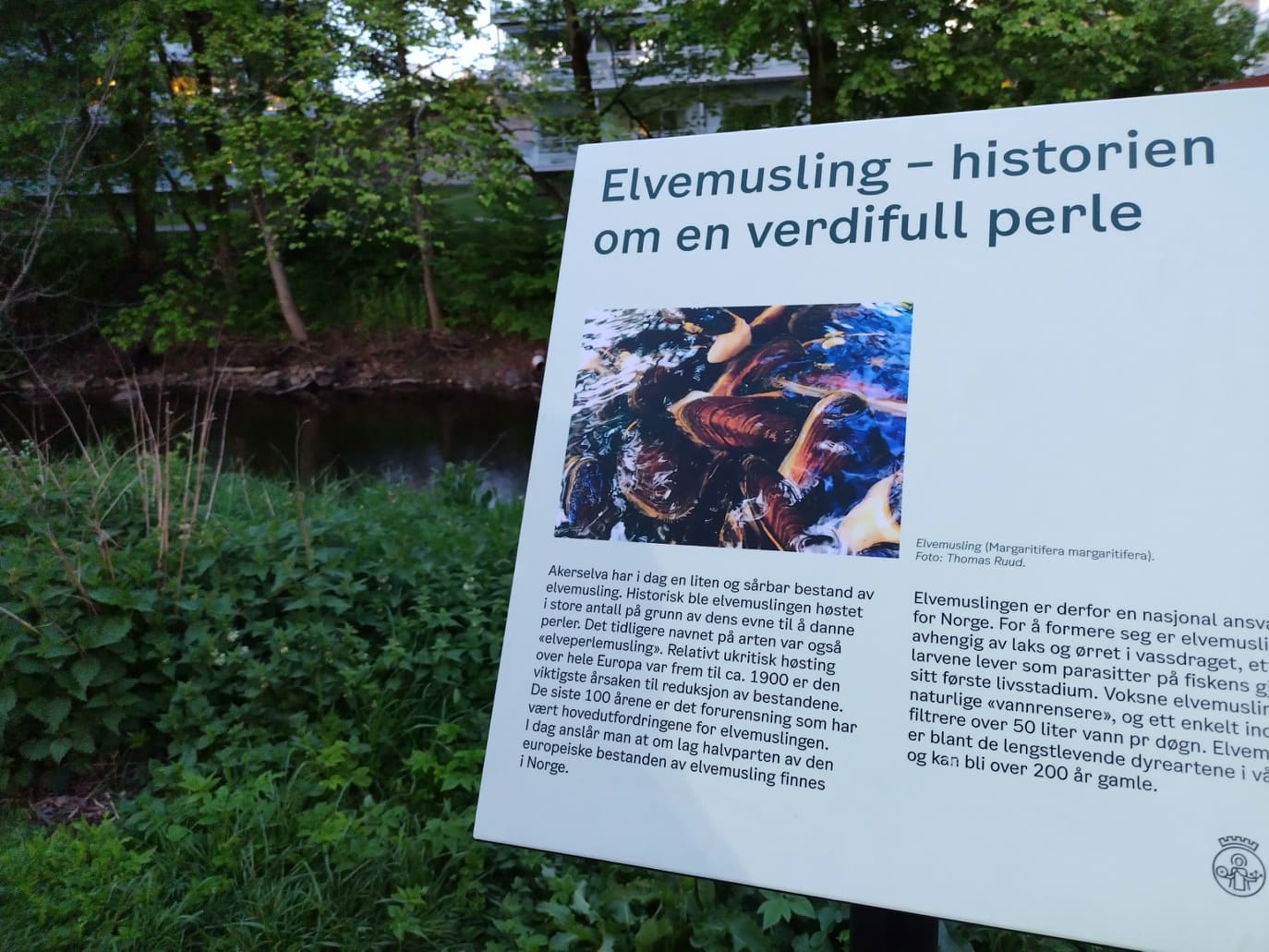 Informasjonsplakat om elvemuslingen langs Akerselva i Oslo
