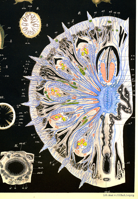 Et horisontalsnitt gjennom høyre halvdel av leddmarken Mozostoma giganteum. Det viser fordelingen av nervesystemet. Fikseringsmetoder og farging lærte han hos Golgi. Nansen brukte fargeblyanter, idag bruker vi digitalfotografering.