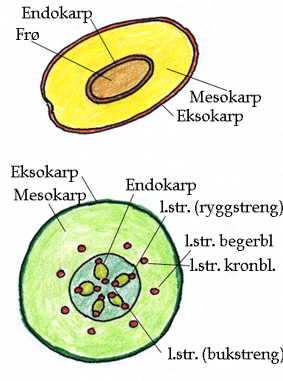 Steinfrukt