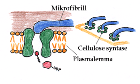 Cellulose syntase