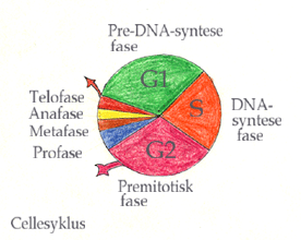 Cellesyklus