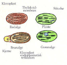 Kloroplaster