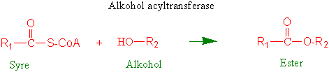 Alkohol acyltransferase
