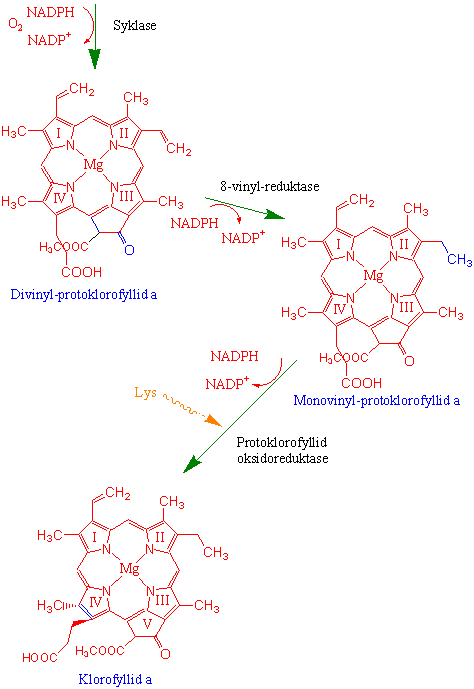 Klorofyllsyntese