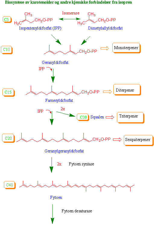 Karotenoidbiosyntese