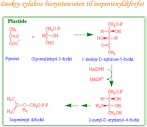 Deoksyxylulose