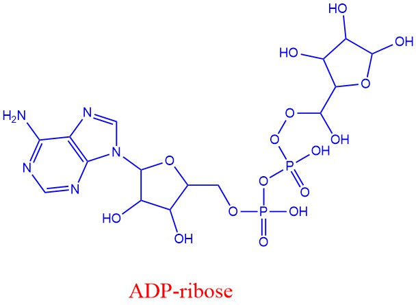 ADP-ribose