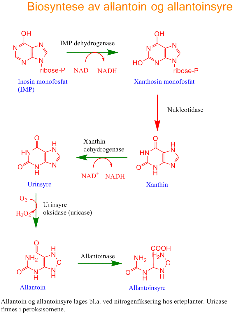 Biosyntese av allantoin