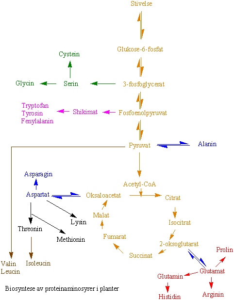 Aminosyresyntese hos planter
