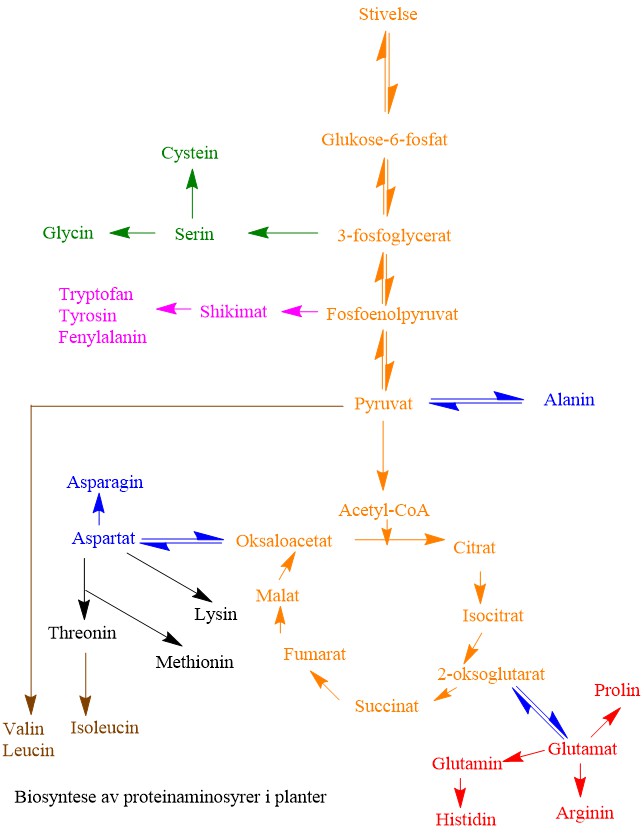 Biosyntese av noen aminosyrer hos planter