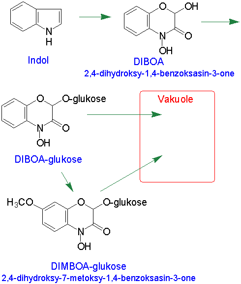 Benzoksazinoid