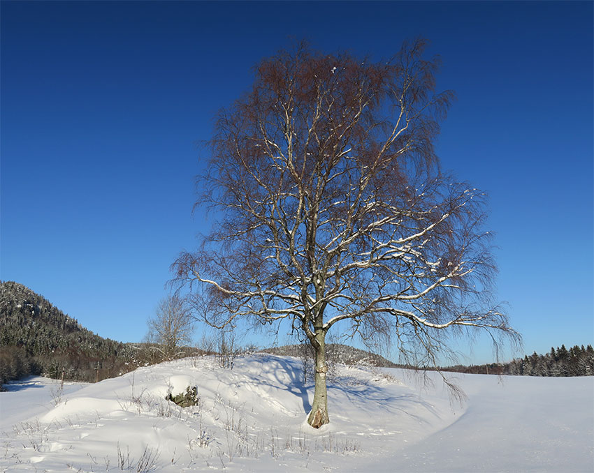 Bjerk Dalbo vinteren 2018 til 2019