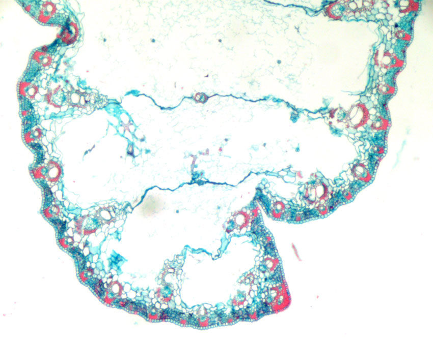 Tverrsnitt blad Typha