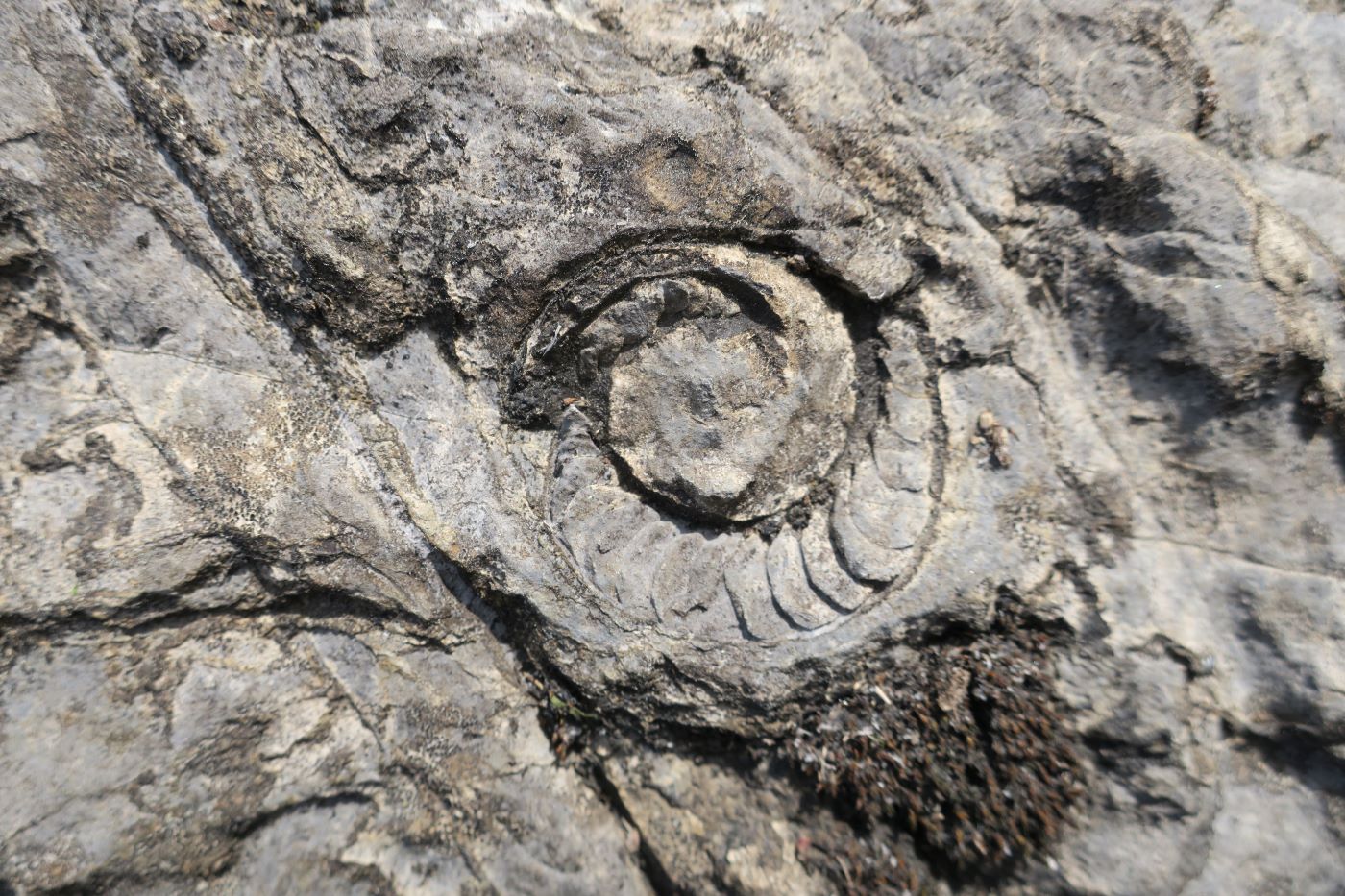 Fossil fra Slemmestad, Asker
