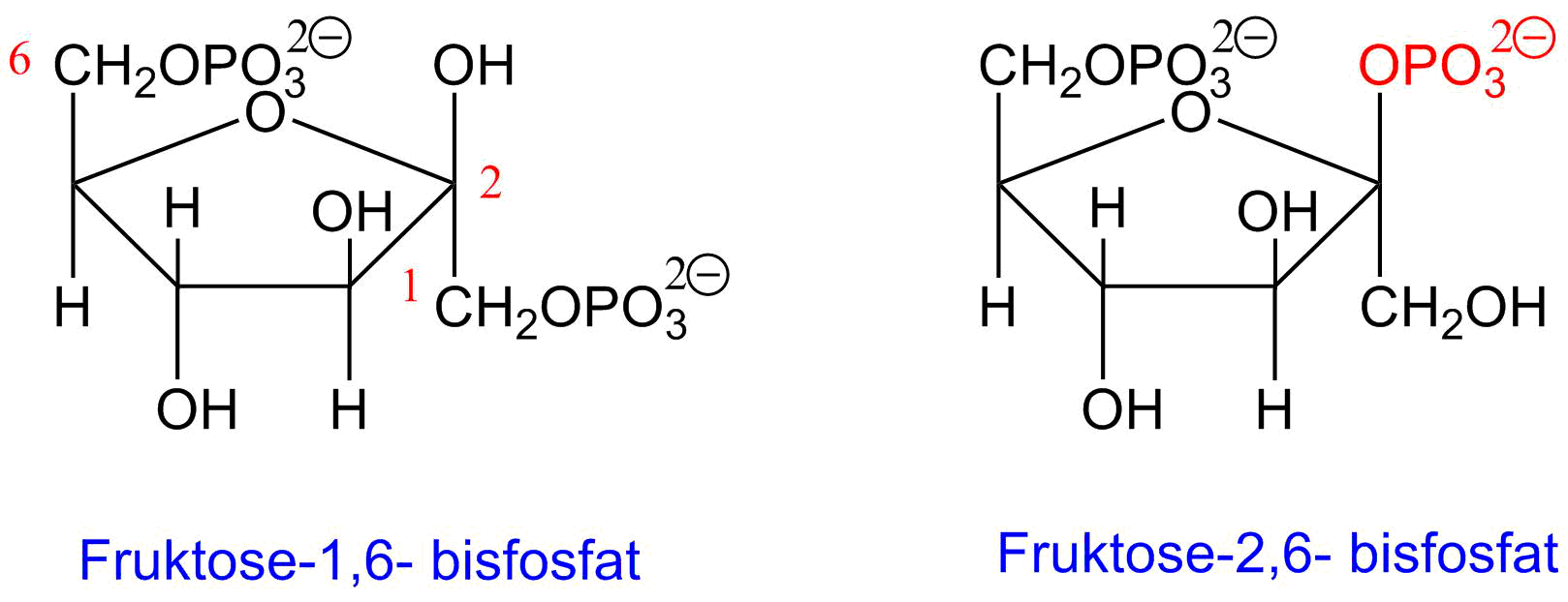 Reguleringsmetabolitt fruktose-2,6-bisfosfat