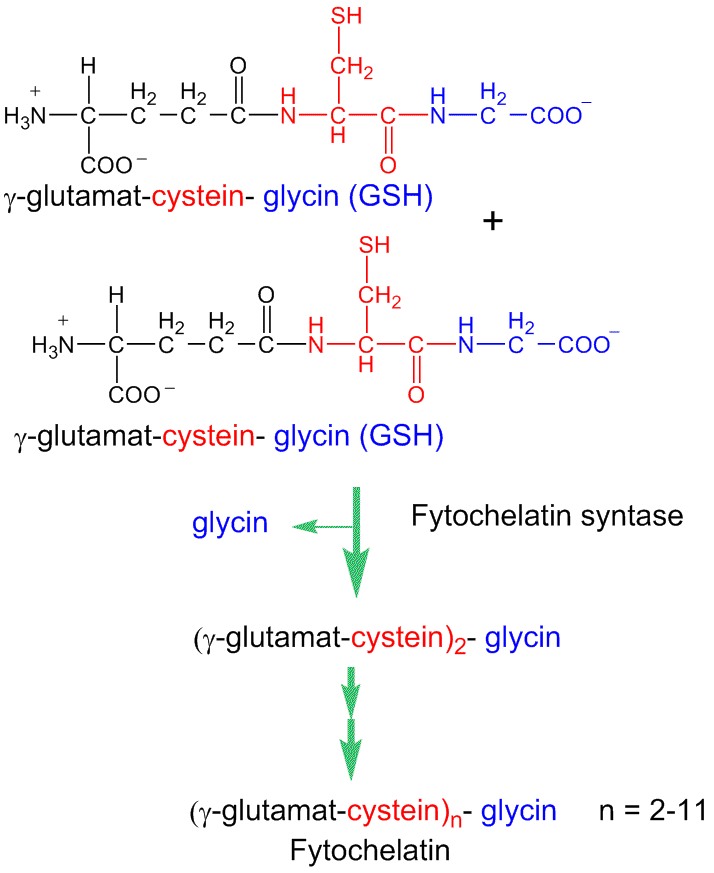 Biosyntese fytochelatin
