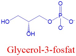 Glycerol-3-fosfat