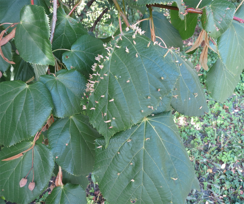 Gallmygg på blader av lind