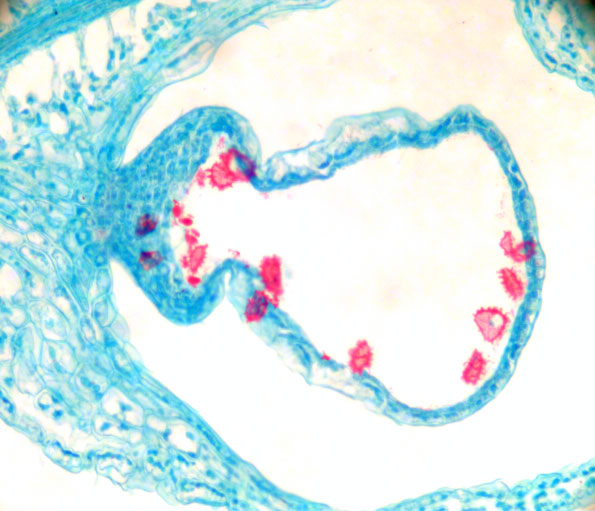 Selaginella mikrosporer