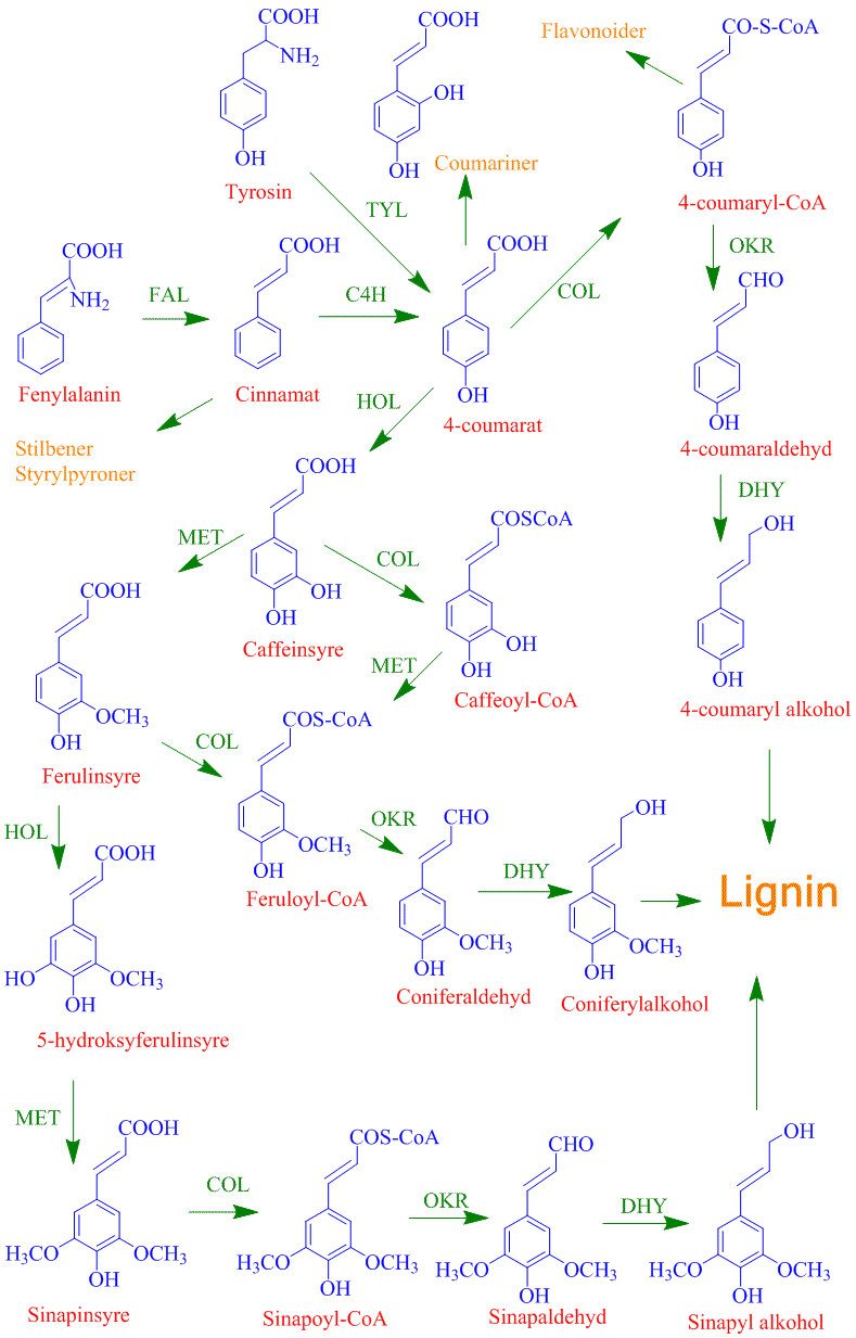 Biosyntese lignin