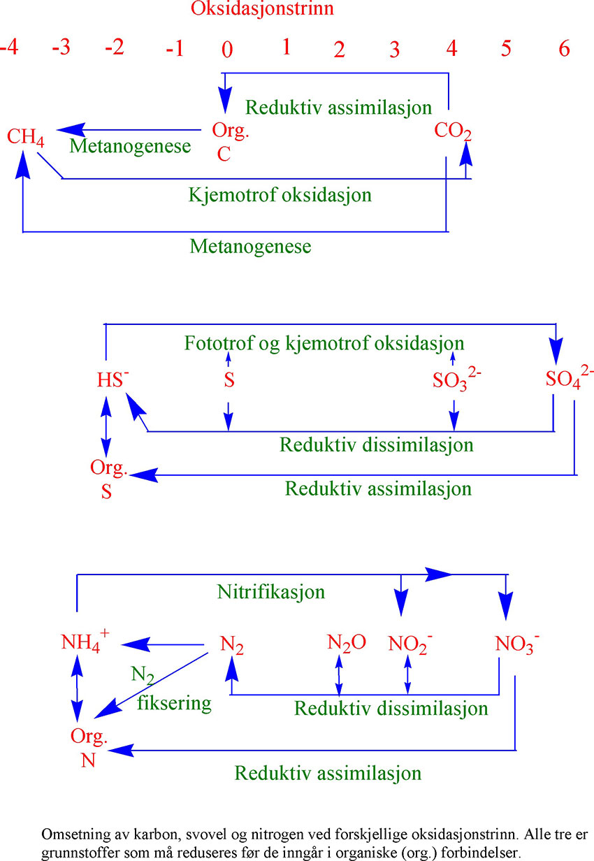 Oksidasjonstrinn karbon, nitrogen og svovel